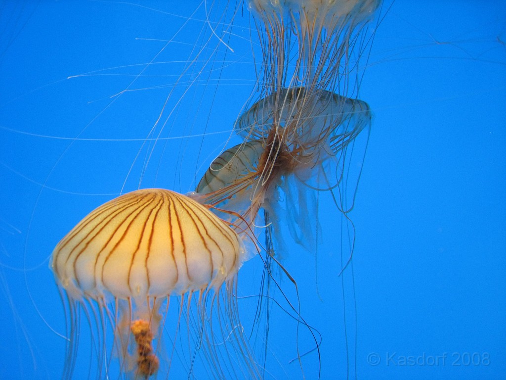 Baltimore MD 2009 0890.jpg - A 4th of July trip to Washington DC in 2009 included a stop in Baltimore MD to see the National Aquarium.